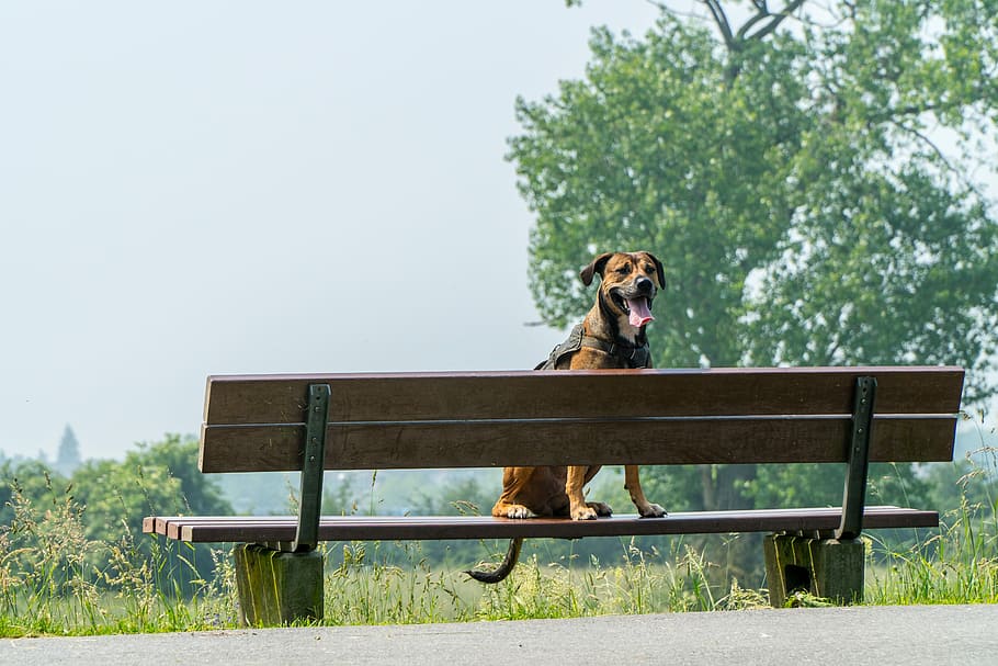 Dog, Bank, Wait, Rest, Bench, Nature, wood, animal, sit, alone HD wallpaper