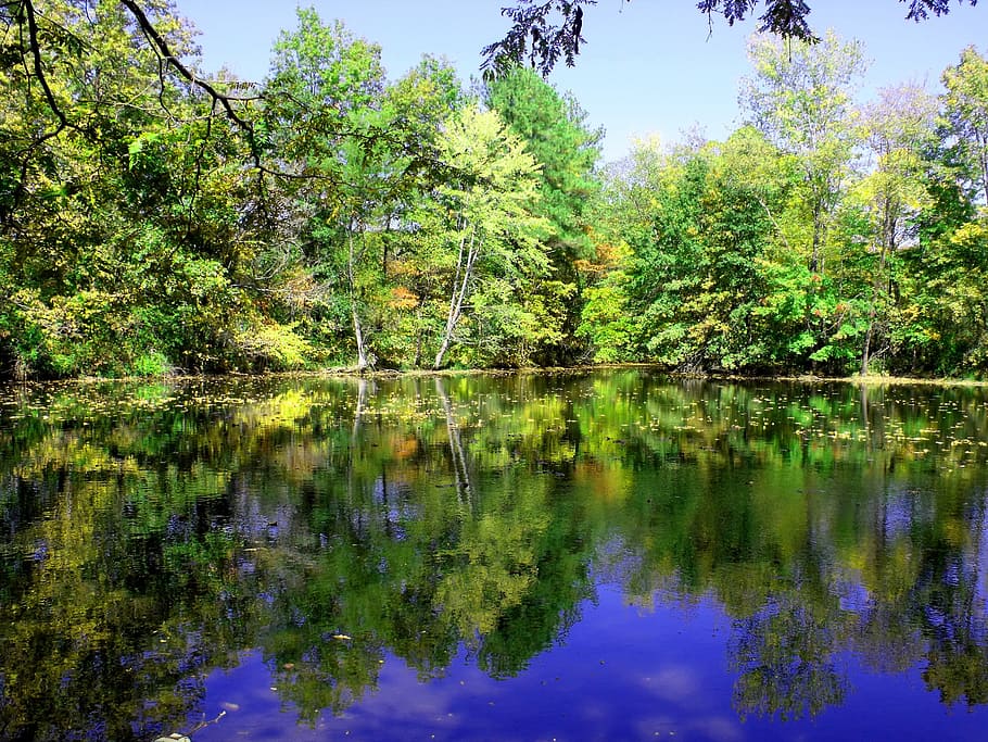 landscape, trees, lake, reflections, greenery, greens, forest HD wallpaper