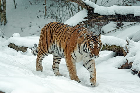 photo of tiger in snow, amurtiger, predator, cat, carnivores HD wallpaper