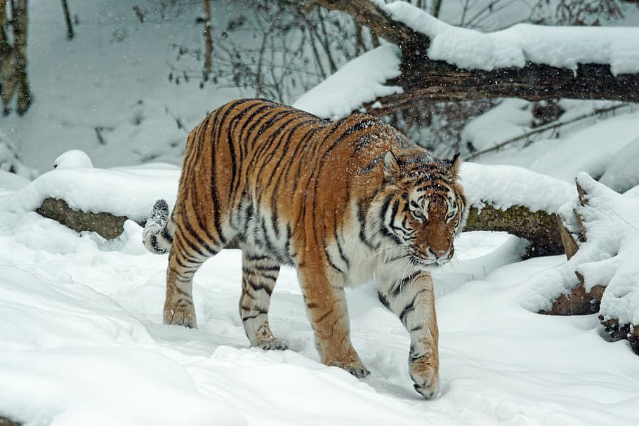 photo of tiger in snow, amurtiger, predator, cat, carnivores HD wallpaper