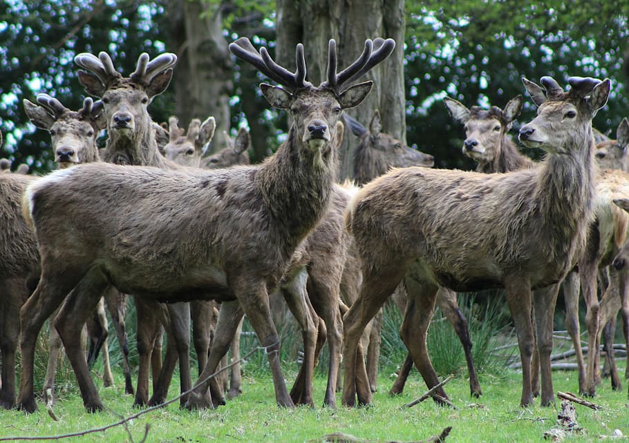 stags, antlers, deer, group of animals, animal themes, animals in the wild HD wallpaper