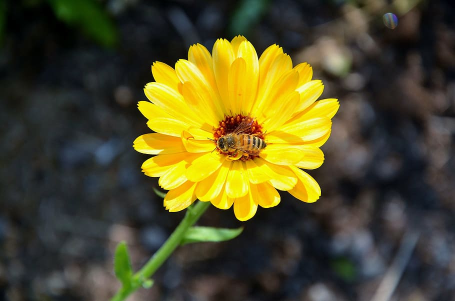gerbera, germini, flower, spring, affection, fragrance, orange HD wallpaper