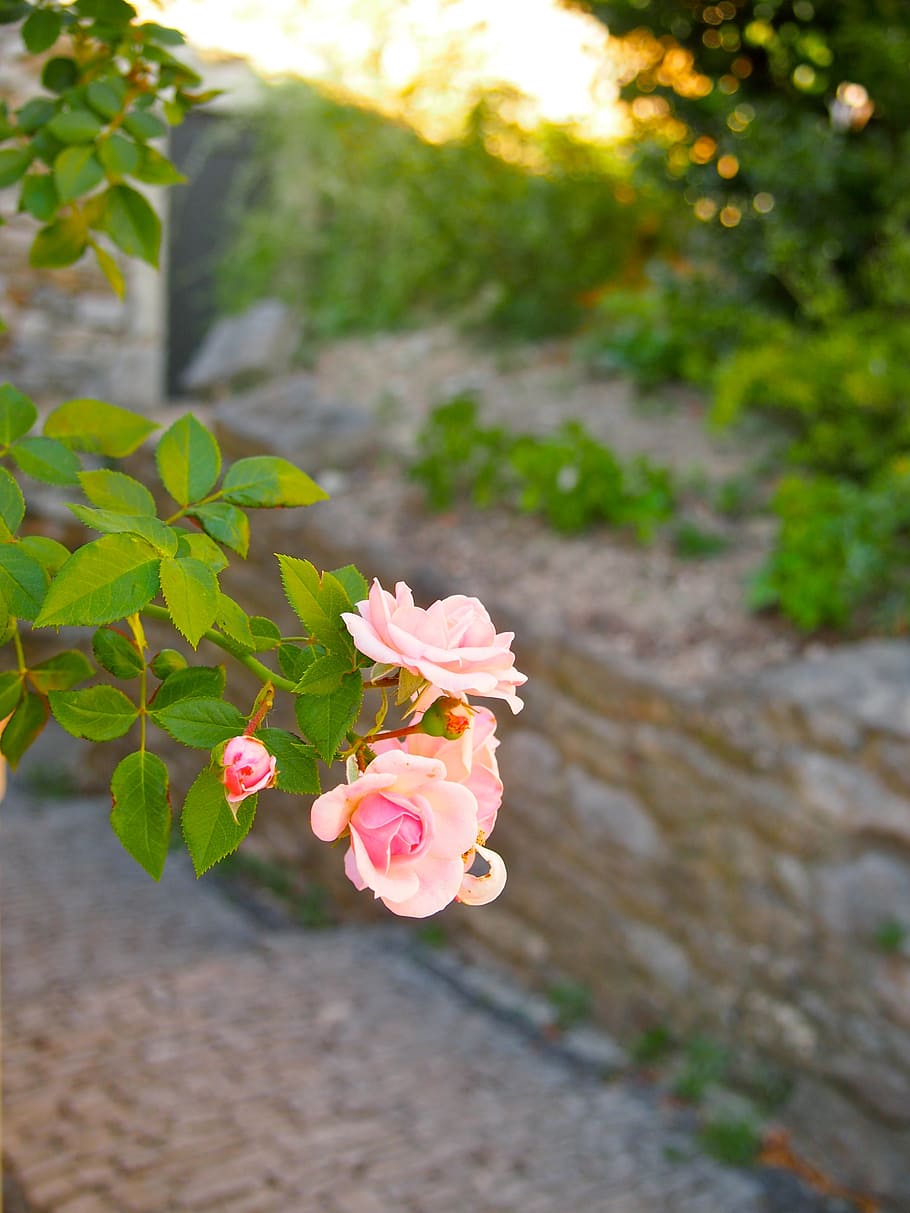 Flowers south. Розы летом. Розы летом фото.