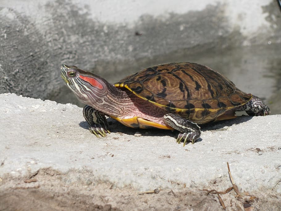 turtle, sun basking, nature, reptile, shell, terrapin, slider HD wallpaper