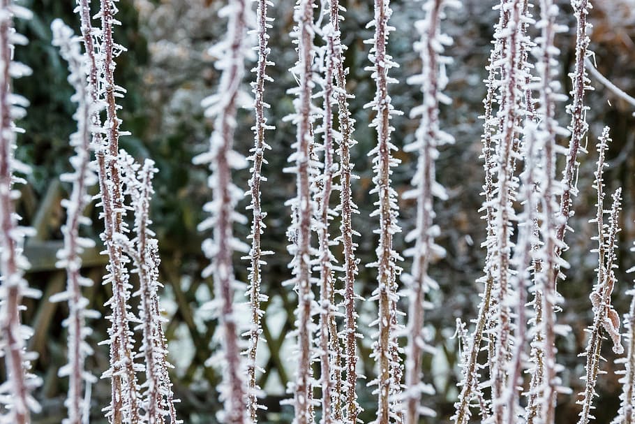 frost, cold, winter, frozen, ice, plant, eiskristalle, iced HD wallpaper