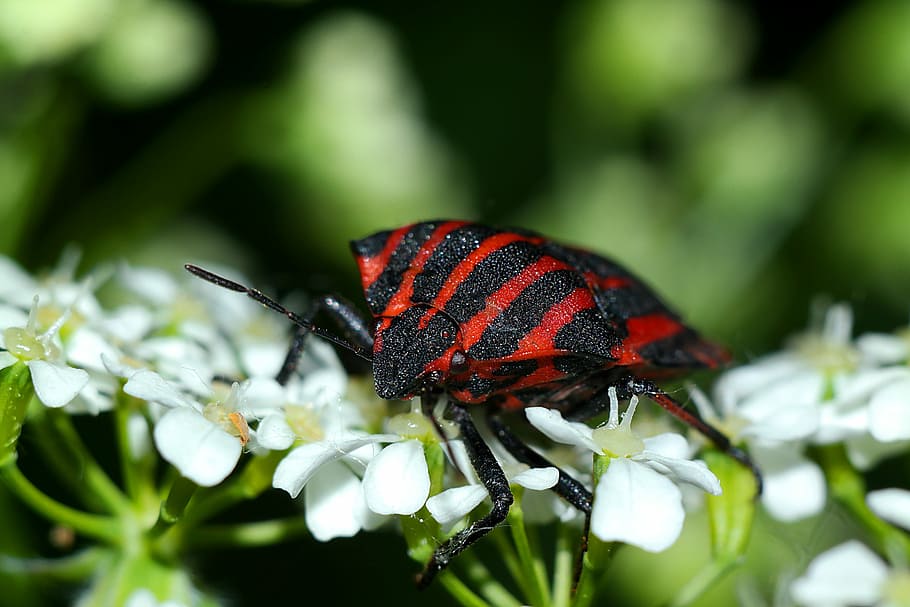insect, pluskwiak, closeup, animal themes, invertebrate, animal wildlife HD wallpaper