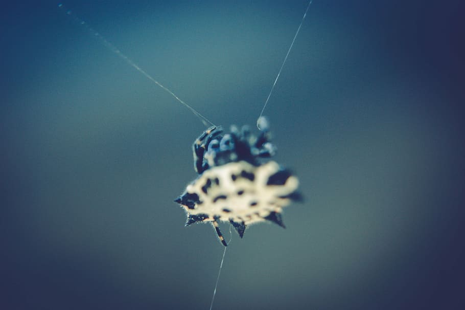 blur, bright, close-up, color, focus, image, insect, light HD wallpaper