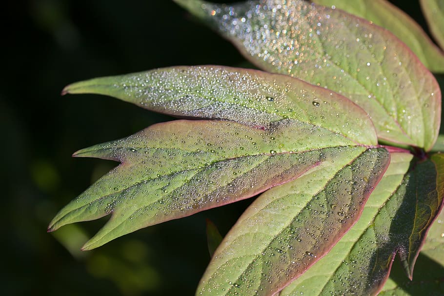 dew, dewdrop, morgentau, drip, drop of water, leaf, nature HD wallpaper