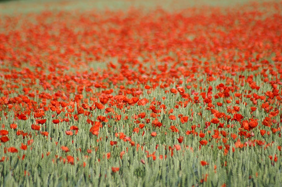 poppy, brightly colored, spring, flower, nature, field, garden HD wallpaper