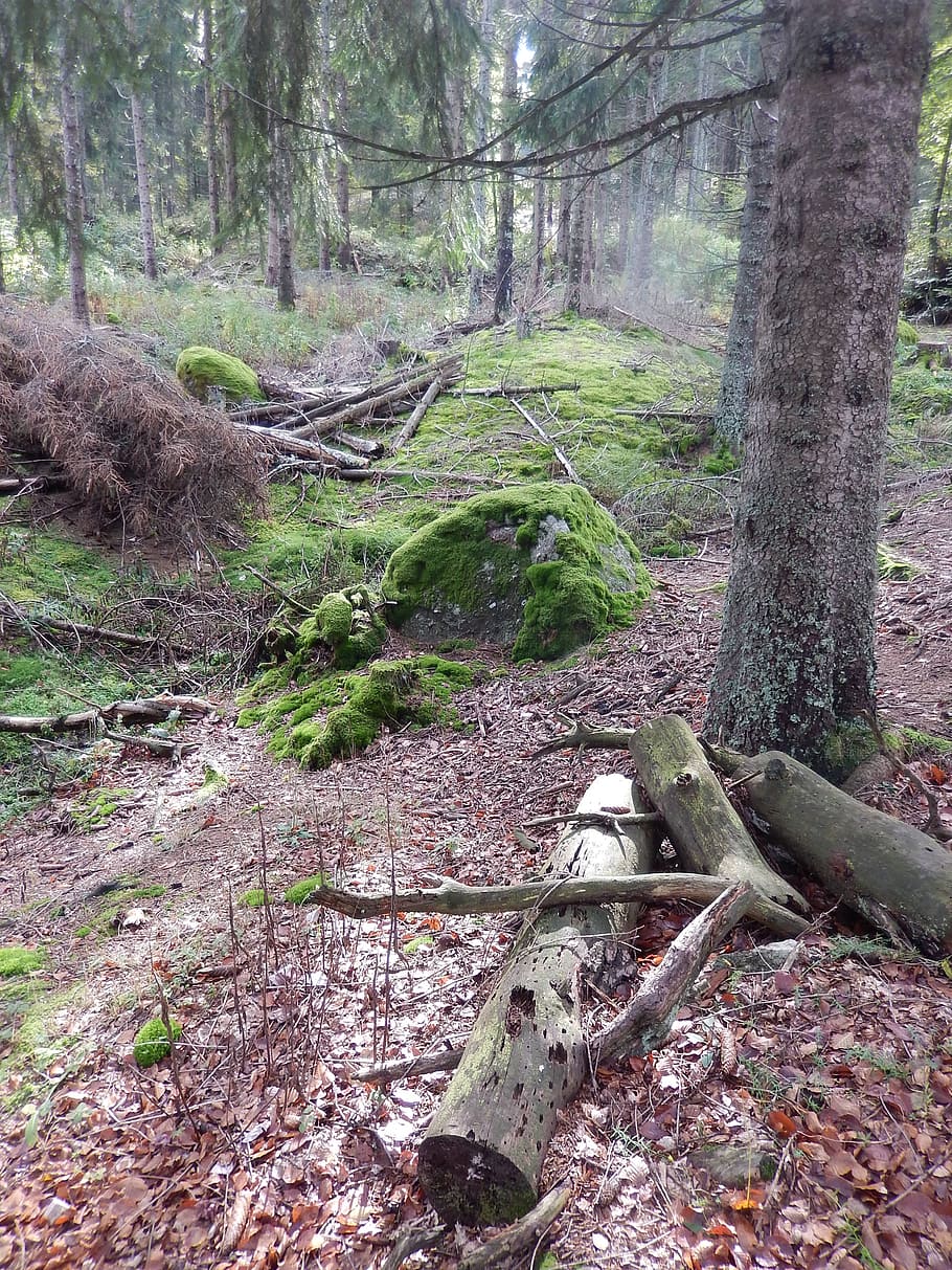 forest, nature, trees, woodland, outdoors, plant, tree trunk HD wallpaper