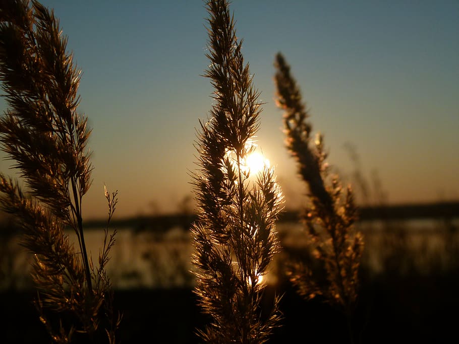 shallow focus photography of brown leaf, sunset, reed, backlight HD wallpaper