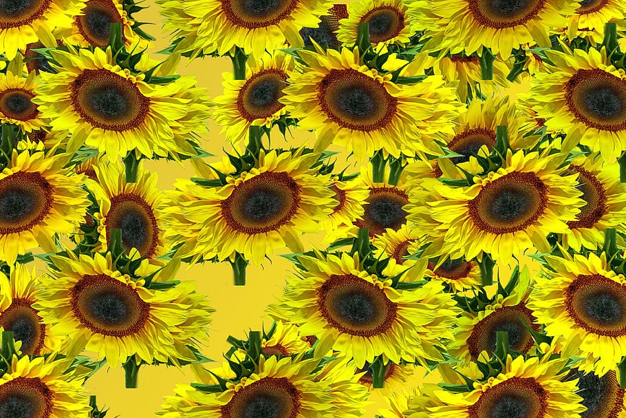 sun flower, pattern, background, texture, yellow, summer, creative HD wallpaper