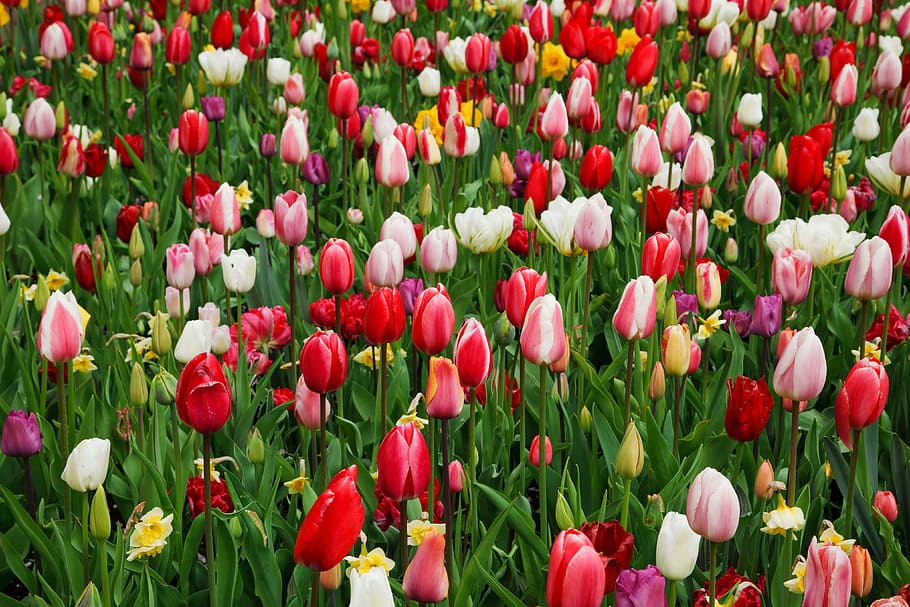 beautiful, flower, bed, bloom, background, color, colorful HD wallpaper