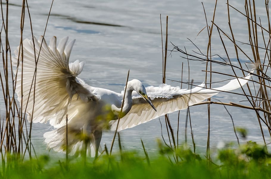 Egret, Bird, Heron, White, Animal, Wing, nature, flying, one animal HD wallpaper