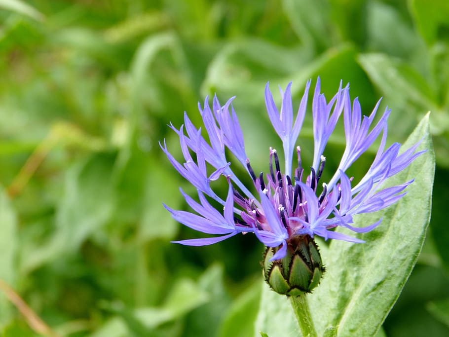 cornflower, garden, flowering plant, beauty in nature, freshness HD wallpaper
