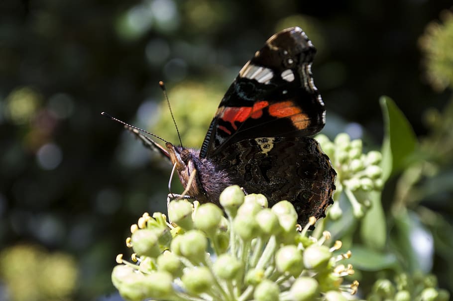 butterfly, nature, insect, macro, animal themes, animal wildlife HD wallpaper
