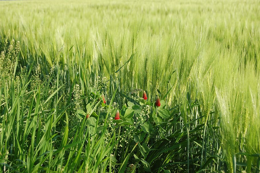 field, farm, cereals, ears, green color, plant, growth, land HD wallpaper