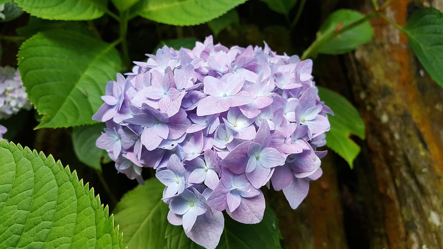 Hydrangea, Lavender, Spring, Natural, purple, leaf, flower HD wallpaper