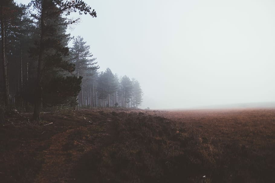 Autumnal Fog, landscape photography of trees covered by fogsd HD wallpaper