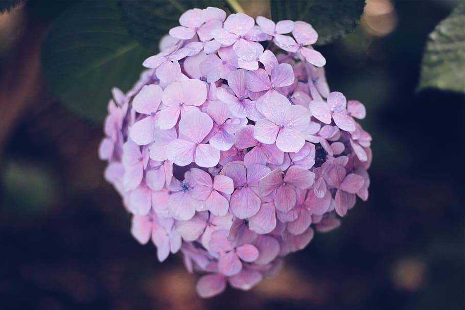 purple flowers, nature, hydrangea, plant, close-up, pink Color HD wallpaper