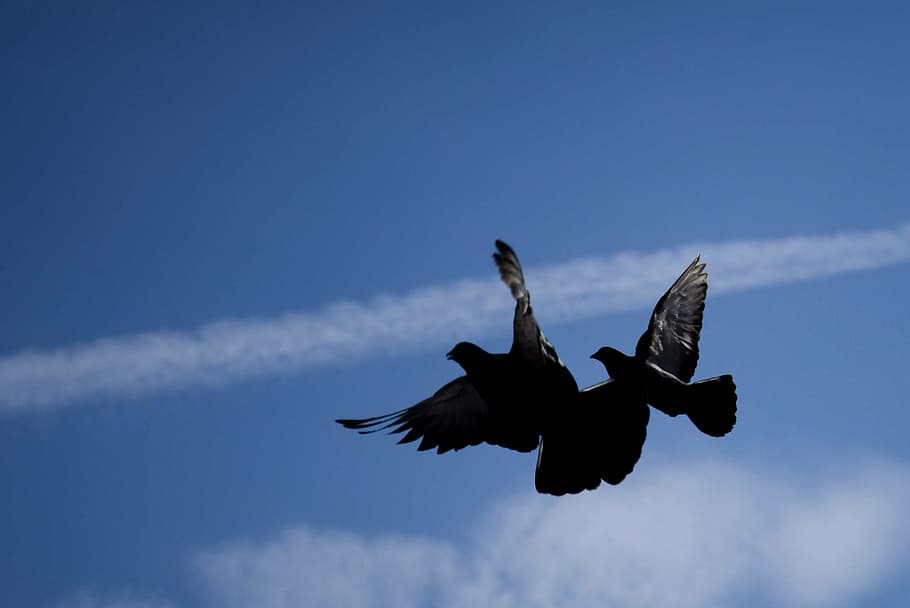 Dove, Bird, Flying, Freedom, Peace, Sky, wing, nature, pigeon HD wallpaper