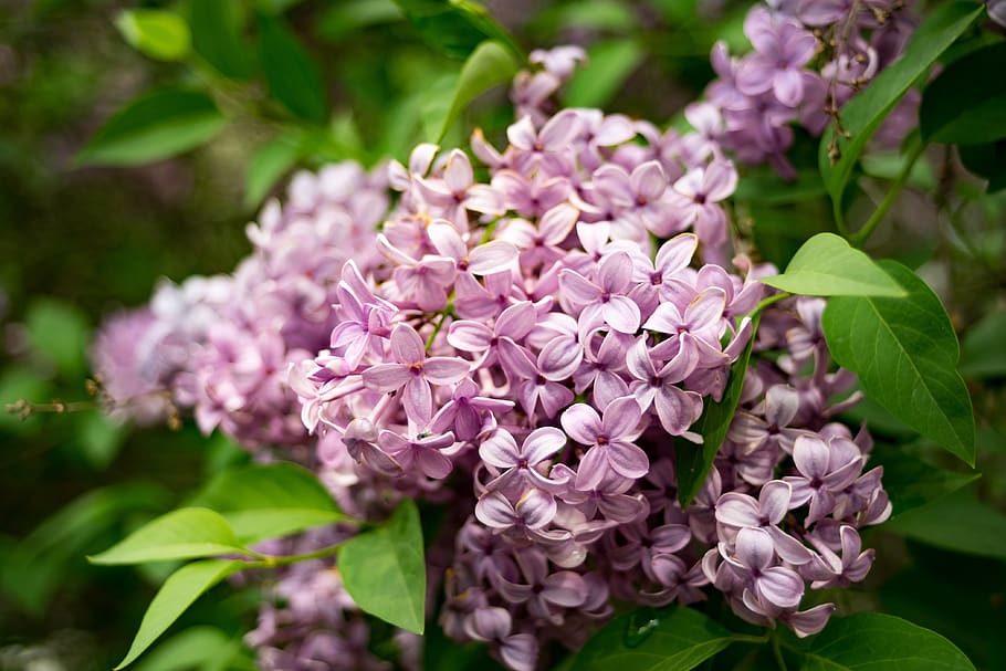 lilac, siringa, nature, garden, violet, plant, spring, without, HD wallpaper