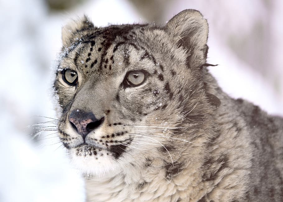 selective focus of gray wolf, snow leopard, portrait, looking HD wallpaper