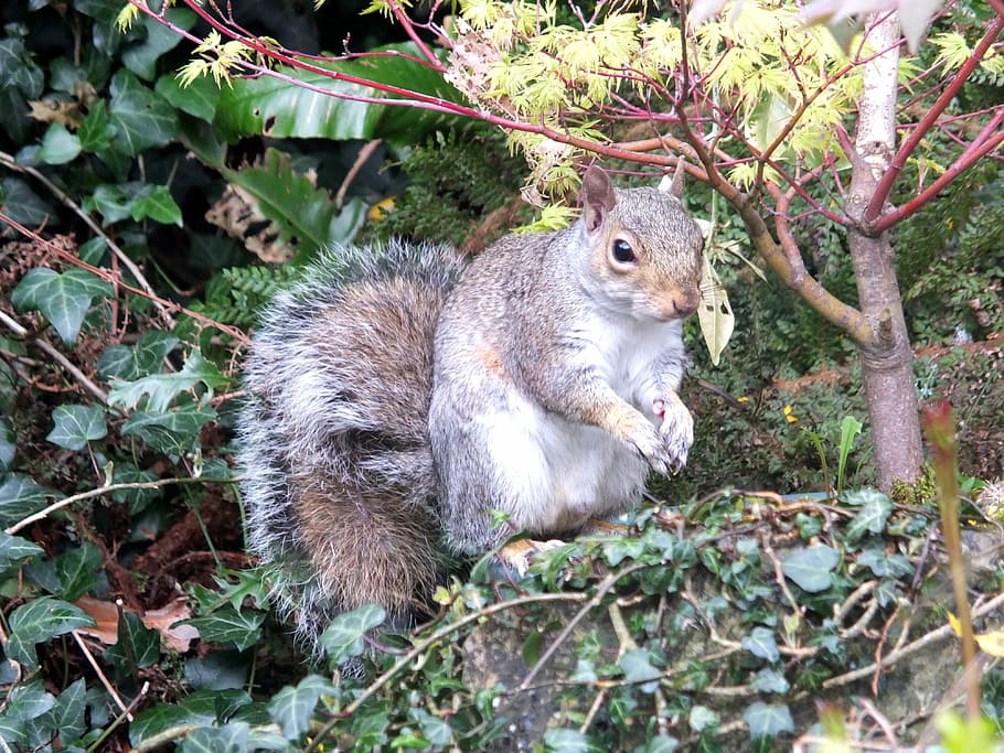 Squirrel, Garden, Vermin, Nature, grey, animal, wild, rodent HD wallpaper