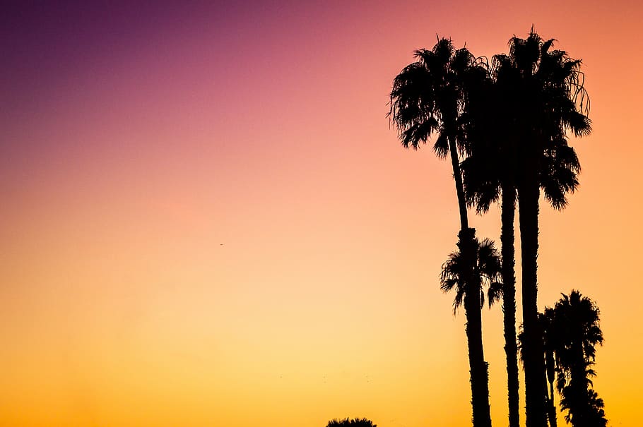 silhouette photo of palm trees during sunset, silhouette photo of coconut trees during golden hour HD wallpaper
