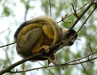 capuchin, capuchins, monkey, creature, cebus, animal wildlife HD wallpaper