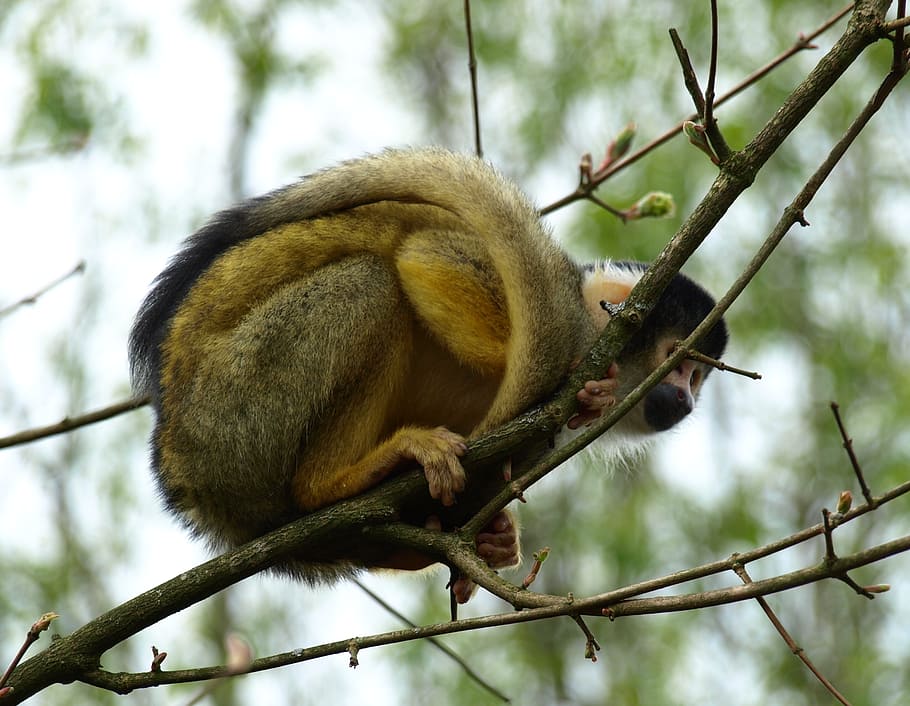 capuchin, capuchins, monkey, creature, cebus, animal wildlife HD wallpaper