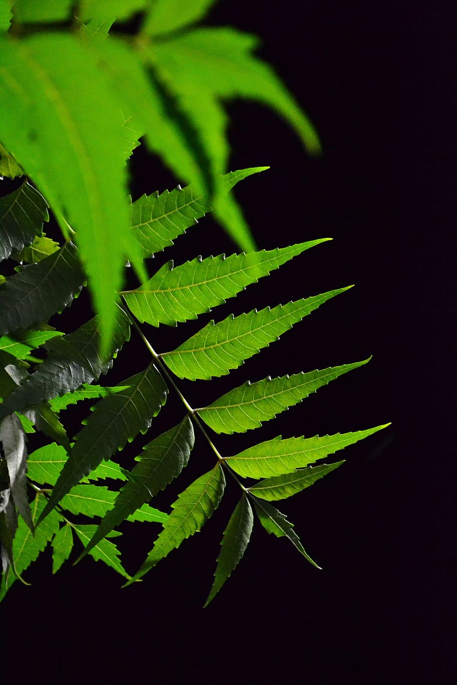 kohoma tree leaf, herbal tree, green, medicine, local medicine HD wallpaper