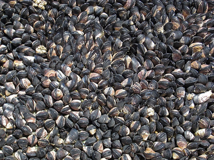 background, texture, backgrounds, mussels, full frame, abundance HD wallpaper