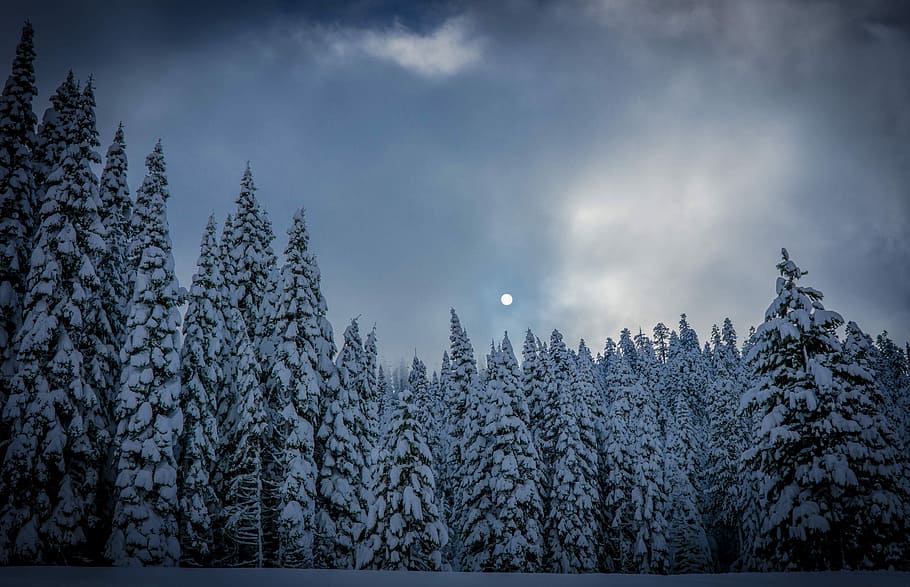 snow covered trees, nature, forest, winter, landscape, outdoors HD wallpaper