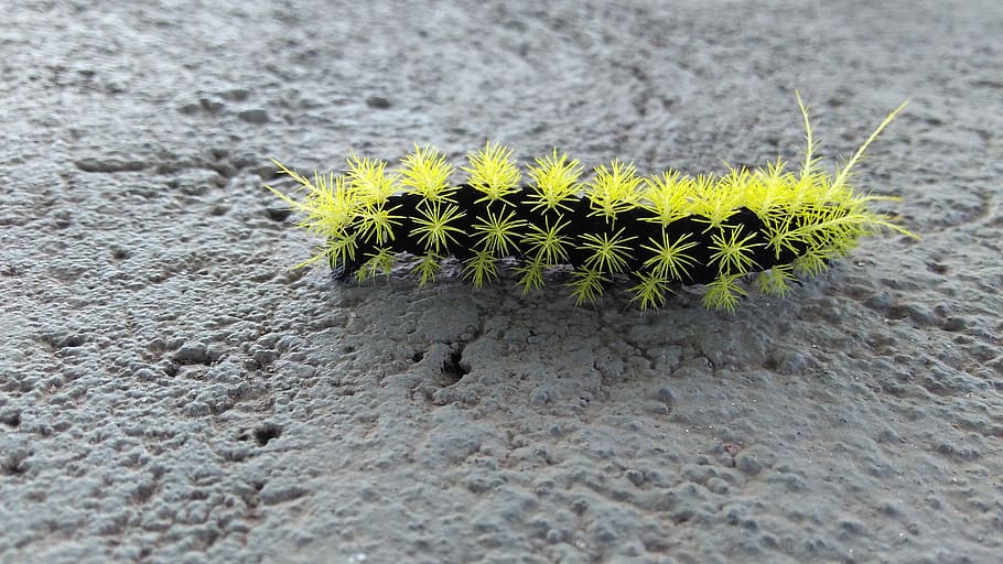 Caterpillar, Fire, Poison, insect, one animal, animal themes HD wallpaper