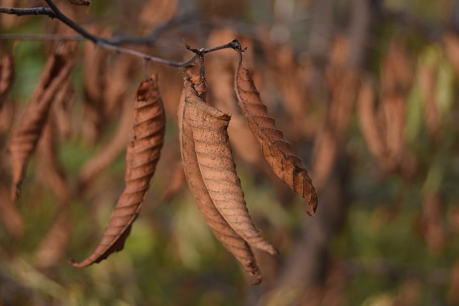 leaf, autumn, brown, fall, dried leaves, autumn woods, nature HD wallpaper