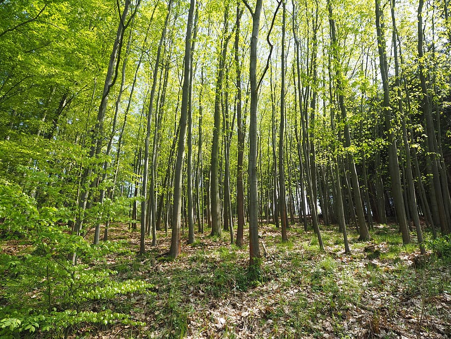 Forest, Light, Flooded, Trees, nature, outdoors, tranquility HD wallpaper
