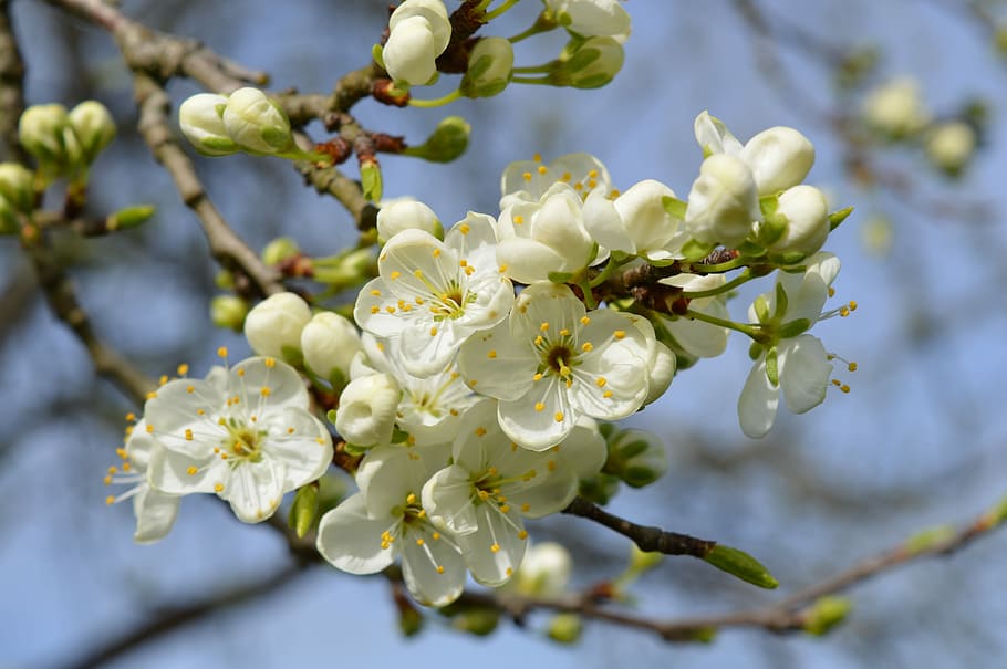 Spring, Apple Blossom, Branch, Bloom, tree, flower, orchard HD wallpaper