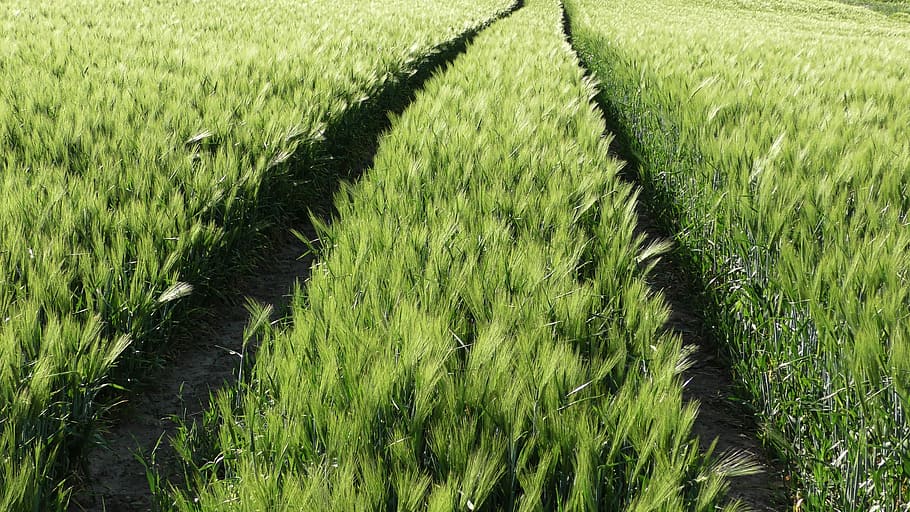traces, field, agriculture, reprint, green, mature, plant, green color HD wallpaper