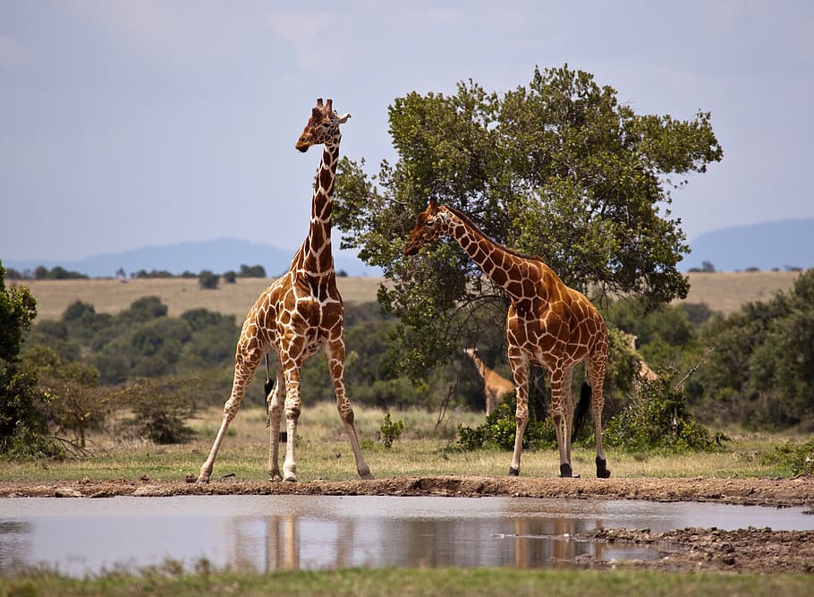 HD wallpaper: two giraffes on grass field near body of water, safari, kenya  | Wallpaper Flare