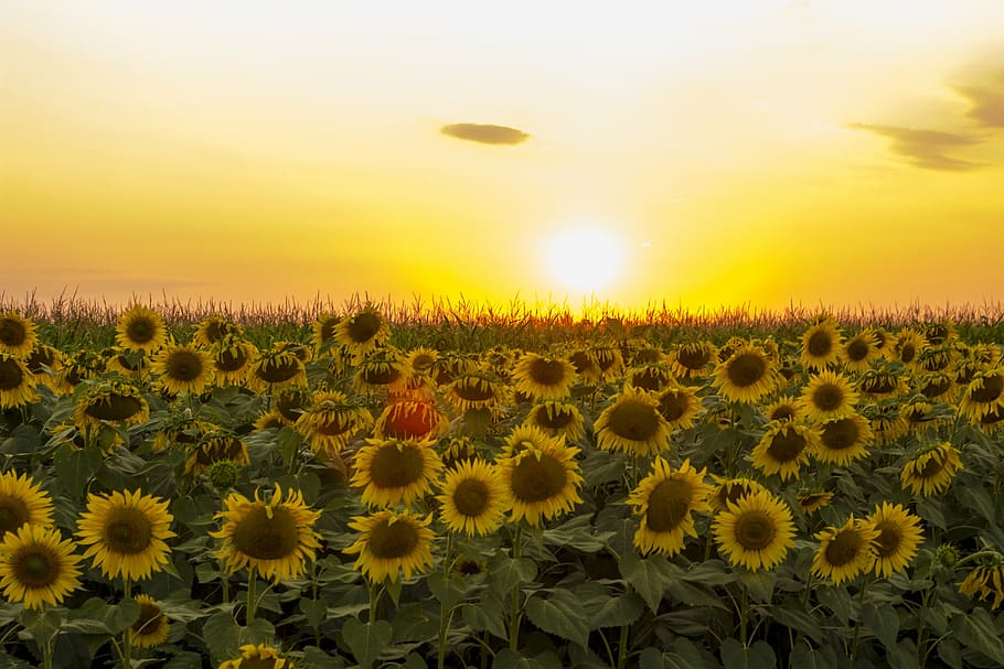 sunflower field photography during golden hour, sunset, dramatic sky HD wallpaper