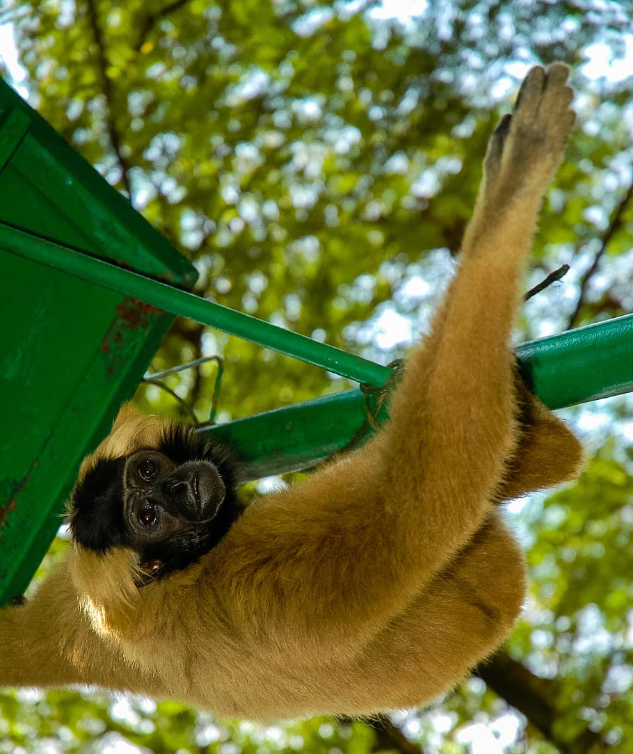 Monkey, Animal, Gymnastics, Climb, one animal, animal wildlife HD wallpaper