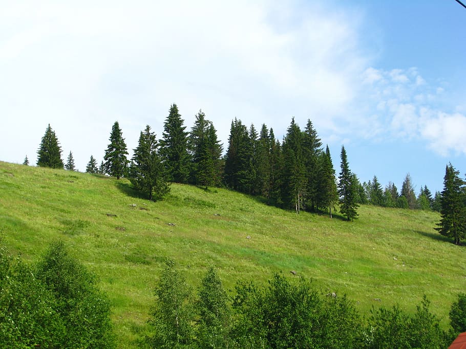 forest, nature, summer, landscape, green, beauty, vacation HD wallpaper