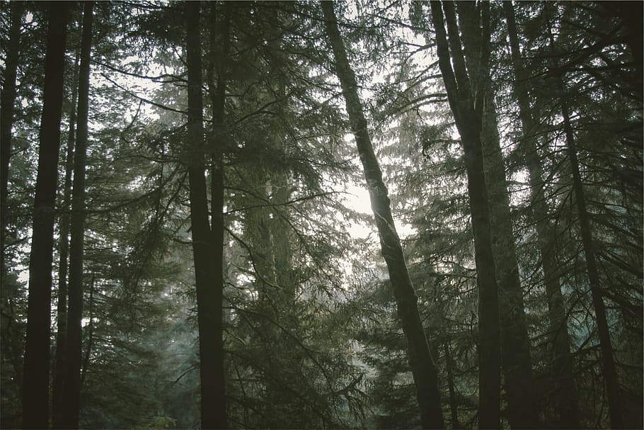 silhouette of tall trees, low, angle, photo, day, time, forest HD wallpaper