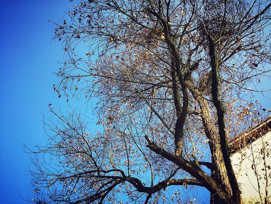 autumn, tree, wither, nature, branch, sky, blue, outdoors, season HD wallpaper