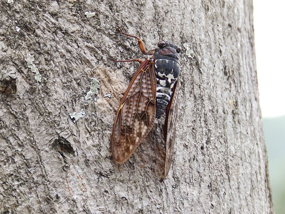 cicada, macro, insect, animal, animal themes, tree trunk, animal wildlife HD wallpaper