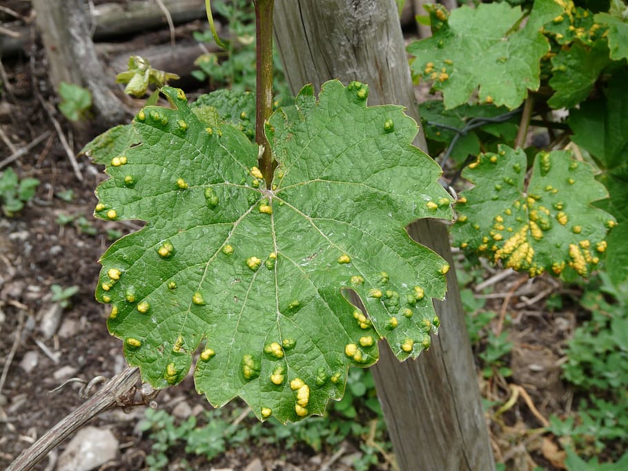wine leaf, smallpox mite, infestation, dent, top of page, vine disease HD wallpaper