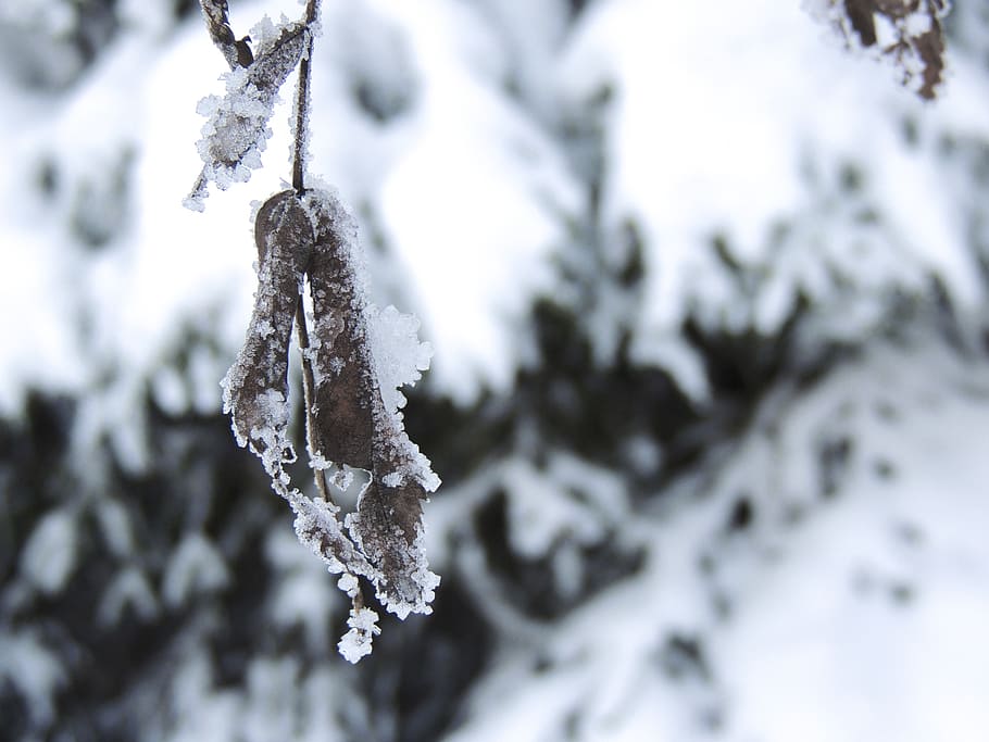 winter, snow, frost, leaf, branch, crystals, cold, cold temperature HD wallpaper