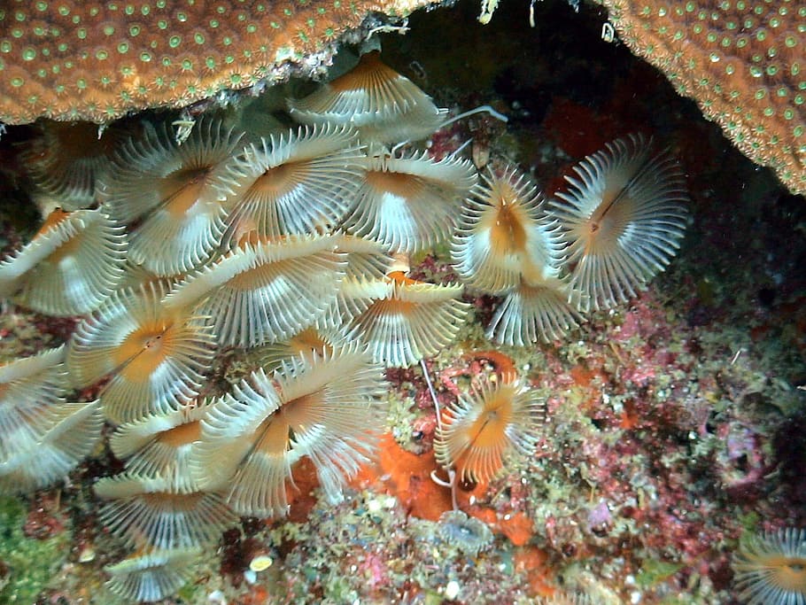 sea, underwater, reefs, animals in the wild, sea life, animal themes HD wallpaper