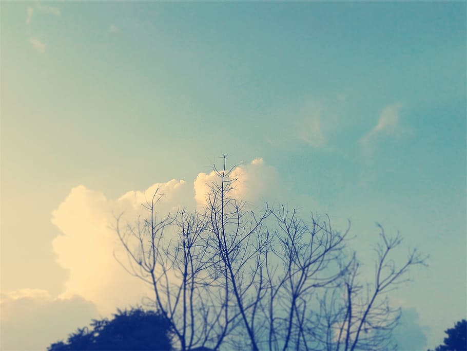 blue, sky, trees, cloud - sky, plant, tranquility, beauty in nature HD wallpaper